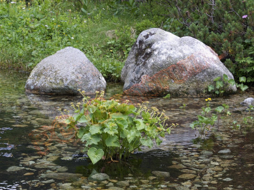 Plant and two rocks